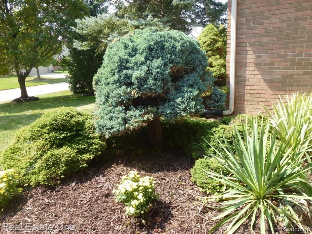 445 Mayapple Court Rochester, MI 48307 - Photo 2 of 46 Updated Landscaping