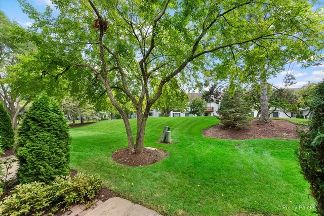 a view of a garden with a tree