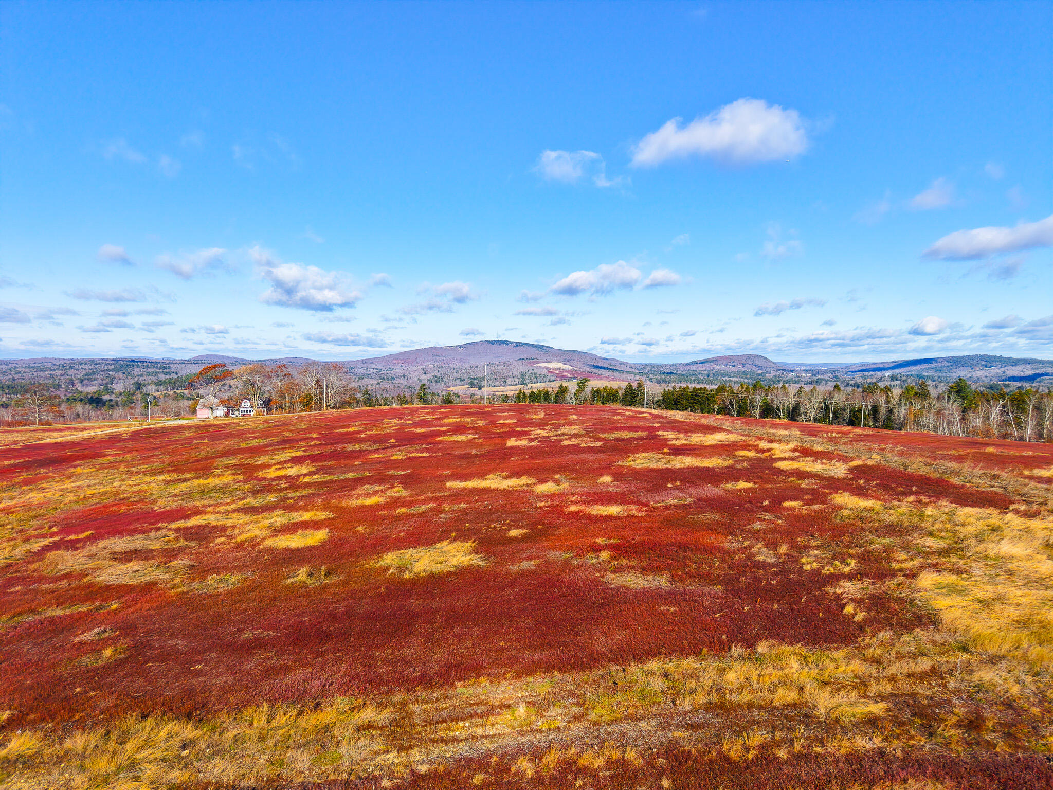 Blueberry fields