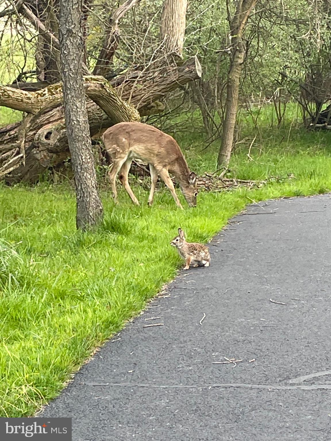 635 Red Maple Road Middletown, DE 19709 - Photo 63 of 63 Walking Trail Wildlife