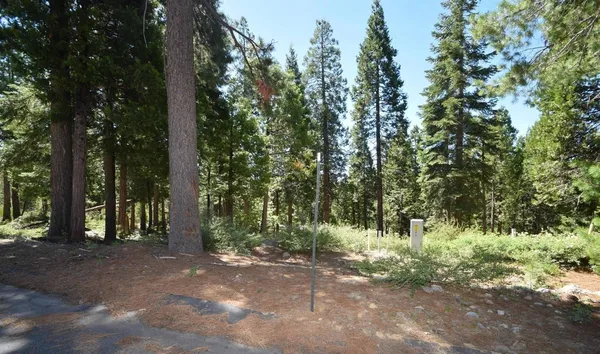 a view of a forest with trees