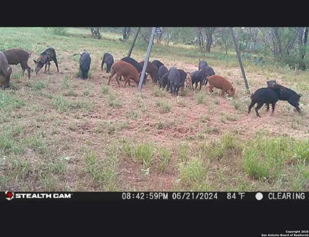 $797,000 | 1185 County Road 7718, Devine, TX 78016