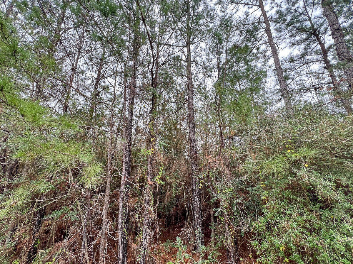 3 Rec Road 255 Colmesneil, TX 75938 - Photo 14 of 19