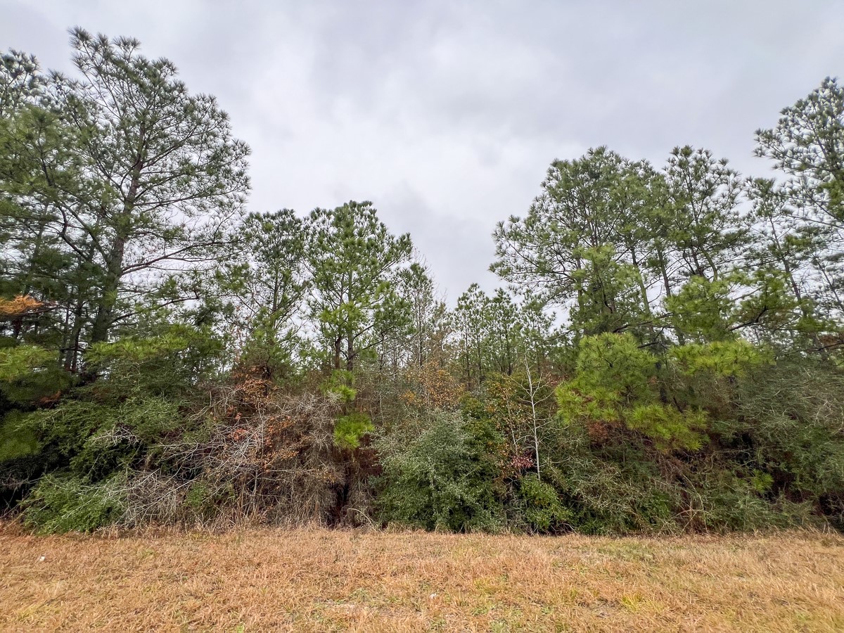 3 Rec Road 255 Colmesneil, TX 75938 - Photo 8 of 19