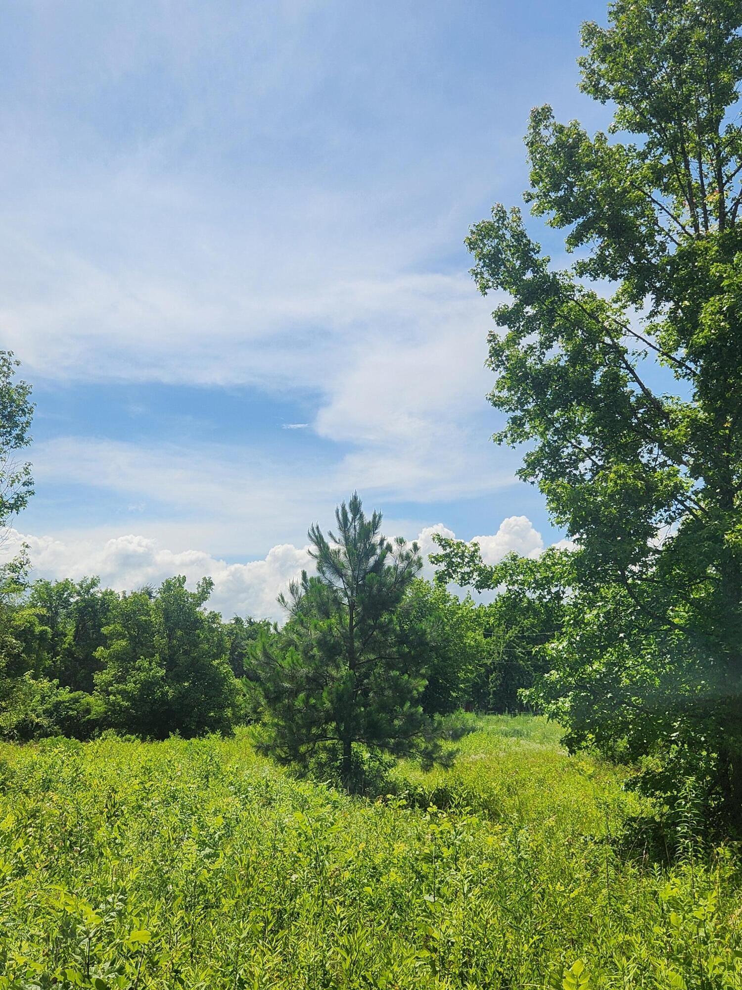 6227 River Road Decatur, TN 37322 - Photo 11 of 19