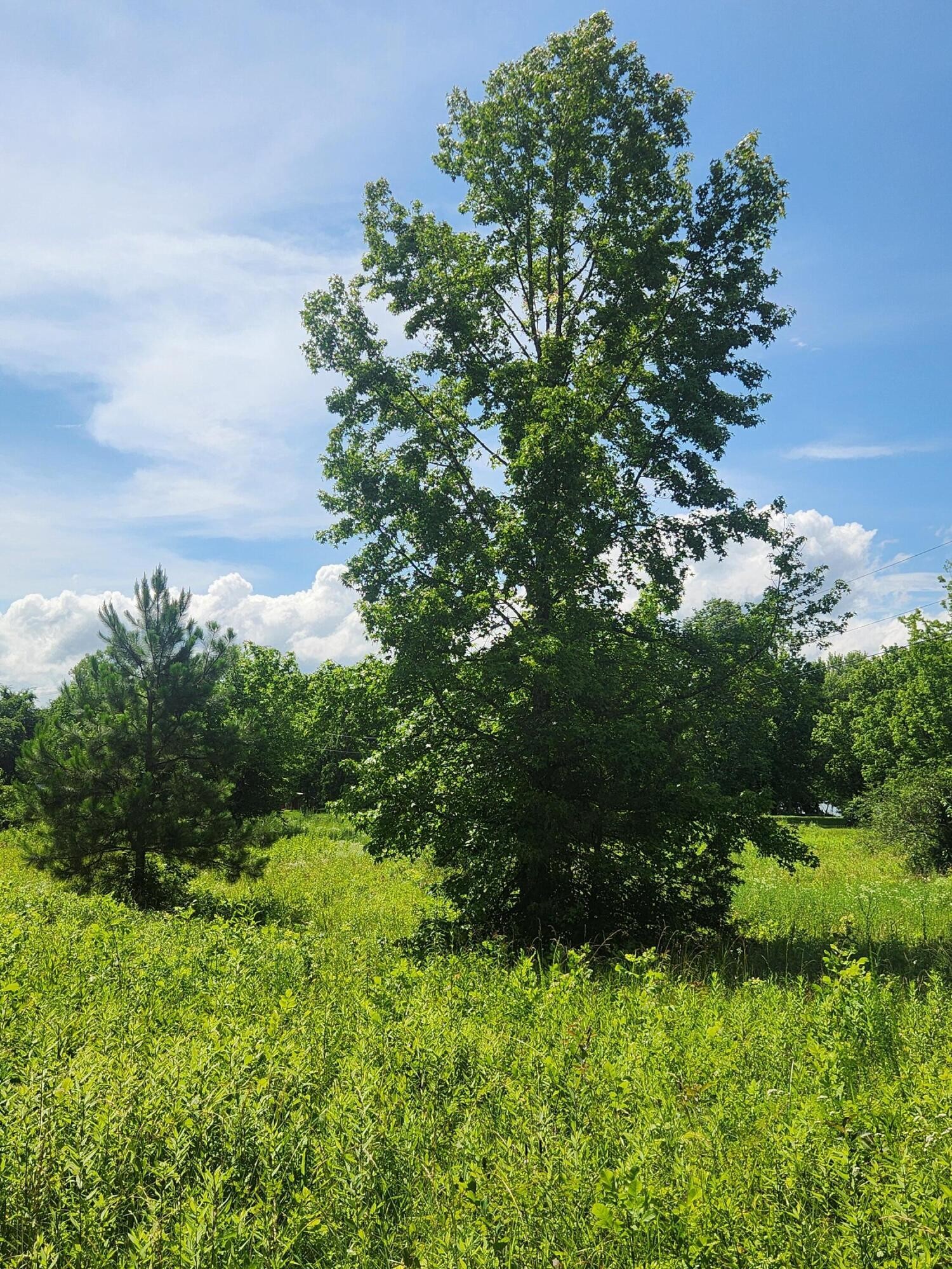6227 River Road Decatur, TN 37322 - Photo 12 of 19 a view of a garden