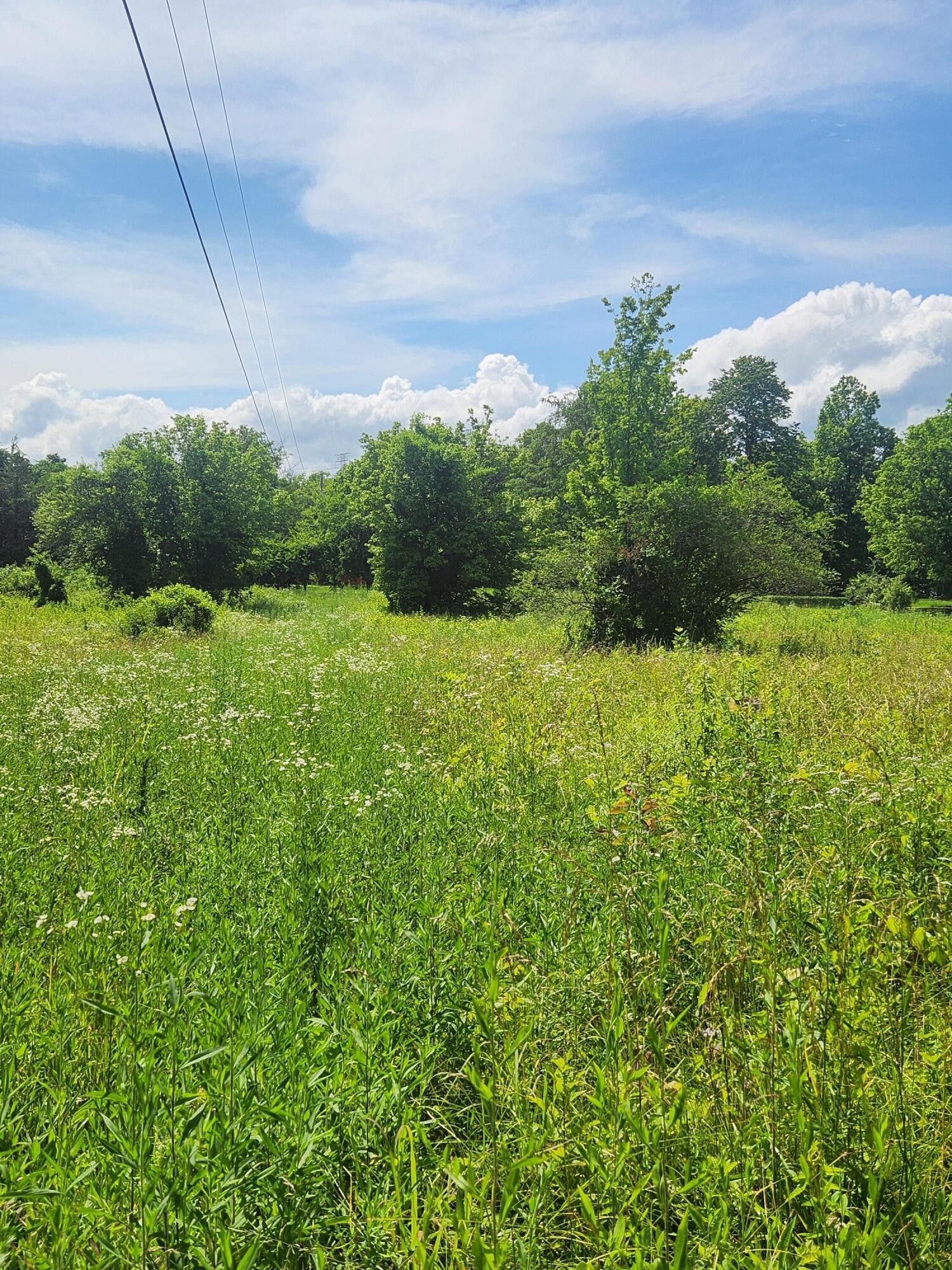 6227 River Road Decatur, TN 37322 - Photo 14 of 19 a view of a big yard with potted plants and large tree