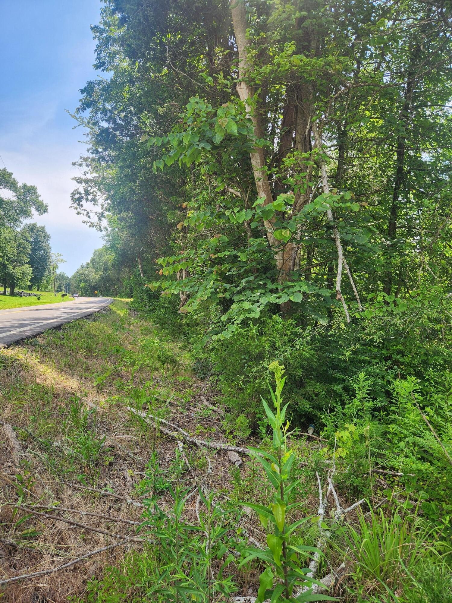 6227 River Road Decatur, TN 37322 - Photo 15 of 19 a view of a yard with a tree
