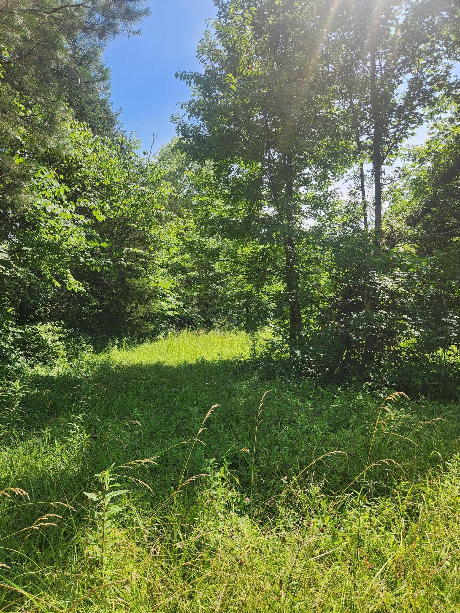 6227 River Road Decatur, TN 37322 - Photo 16 of 19 a view of a lush green space