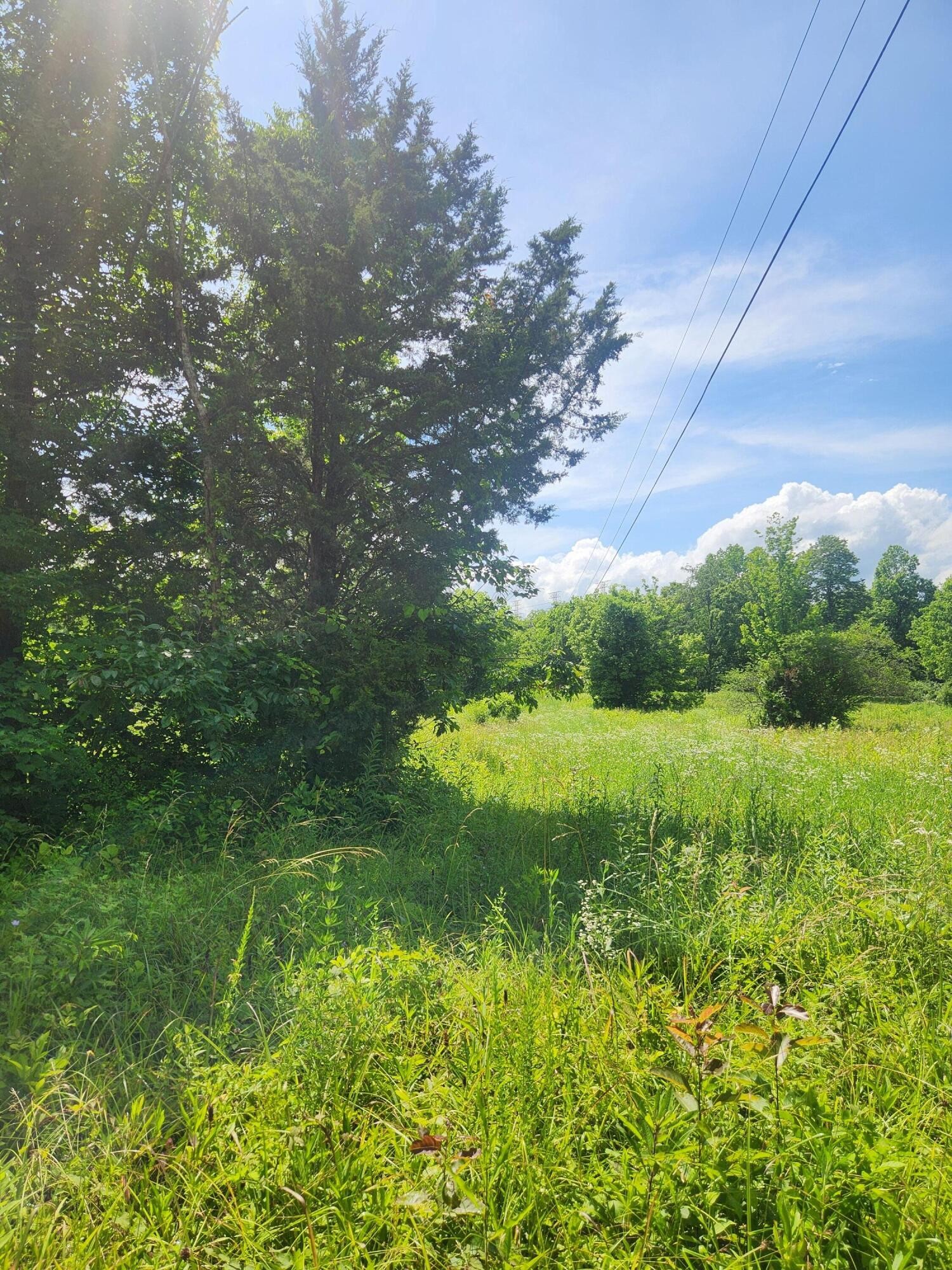 6227 River Road Decatur, TN 37322 - Photo 17 of 19 a view of a green field with lots of bushes