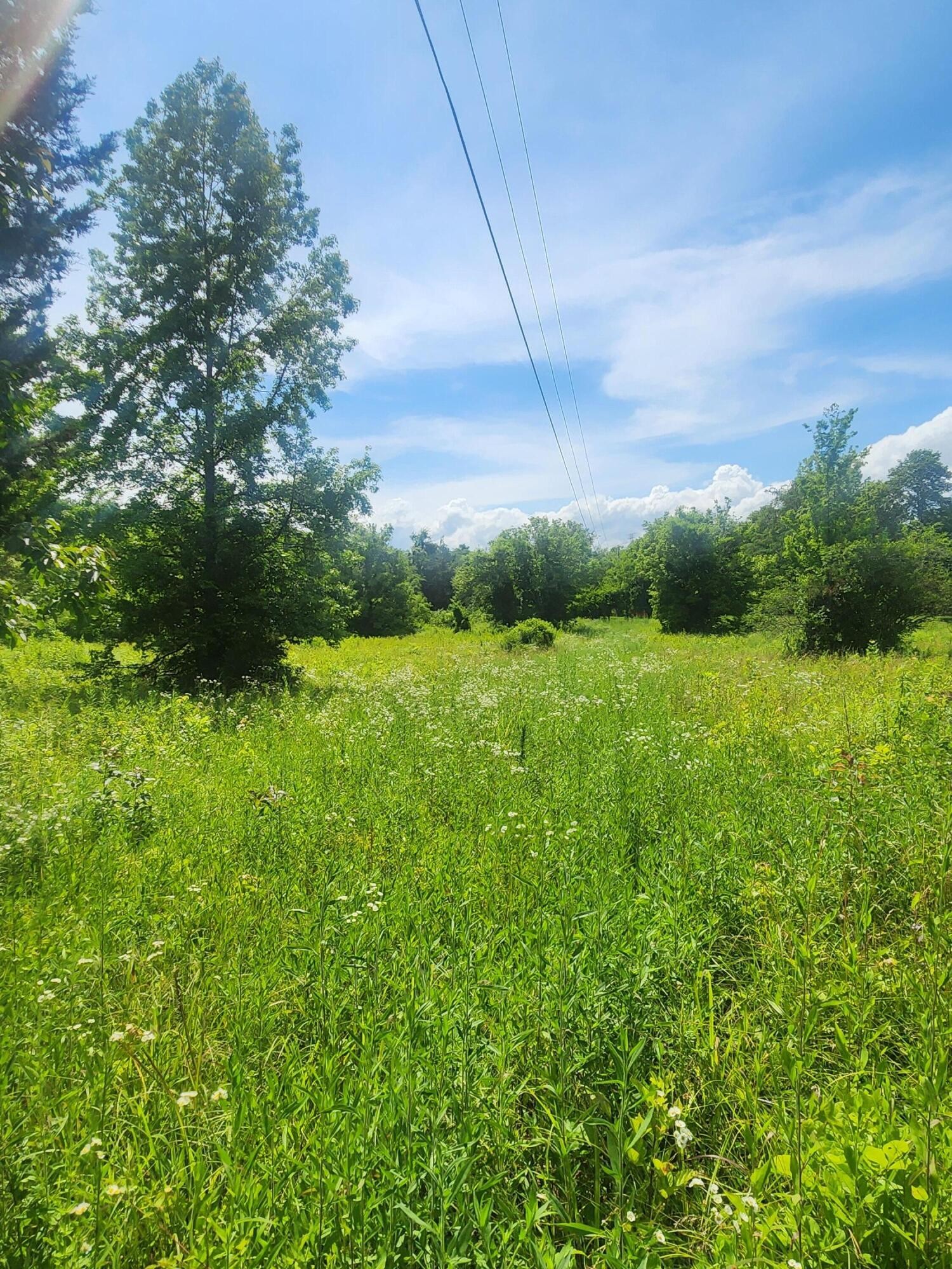 6227 River Road Decatur, TN 37322 - Photo 19 of 19 a view of a garden
