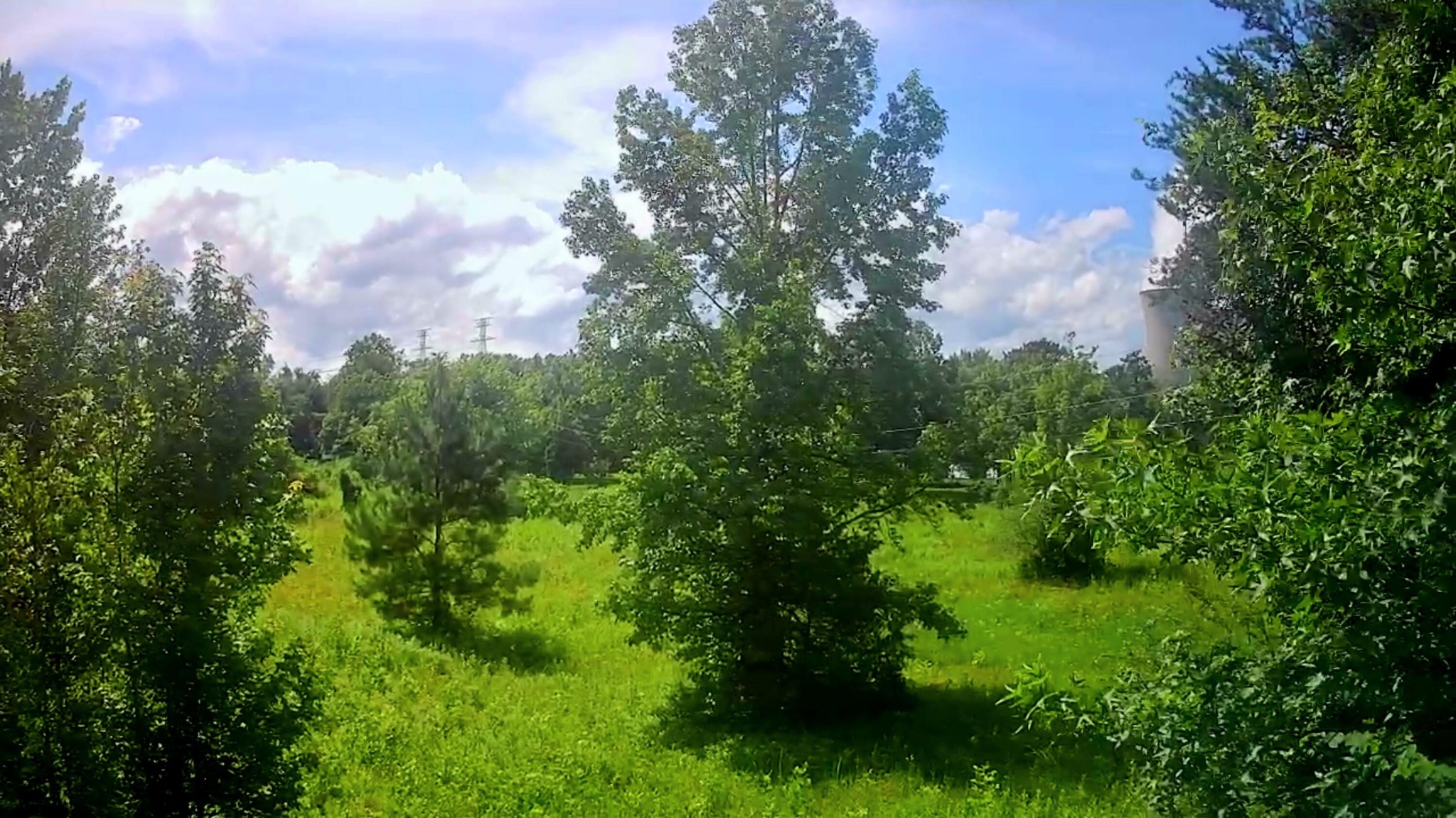 6227 River Road Decatur, TN 37322 - Photo 3 of 19 a view of a garden
