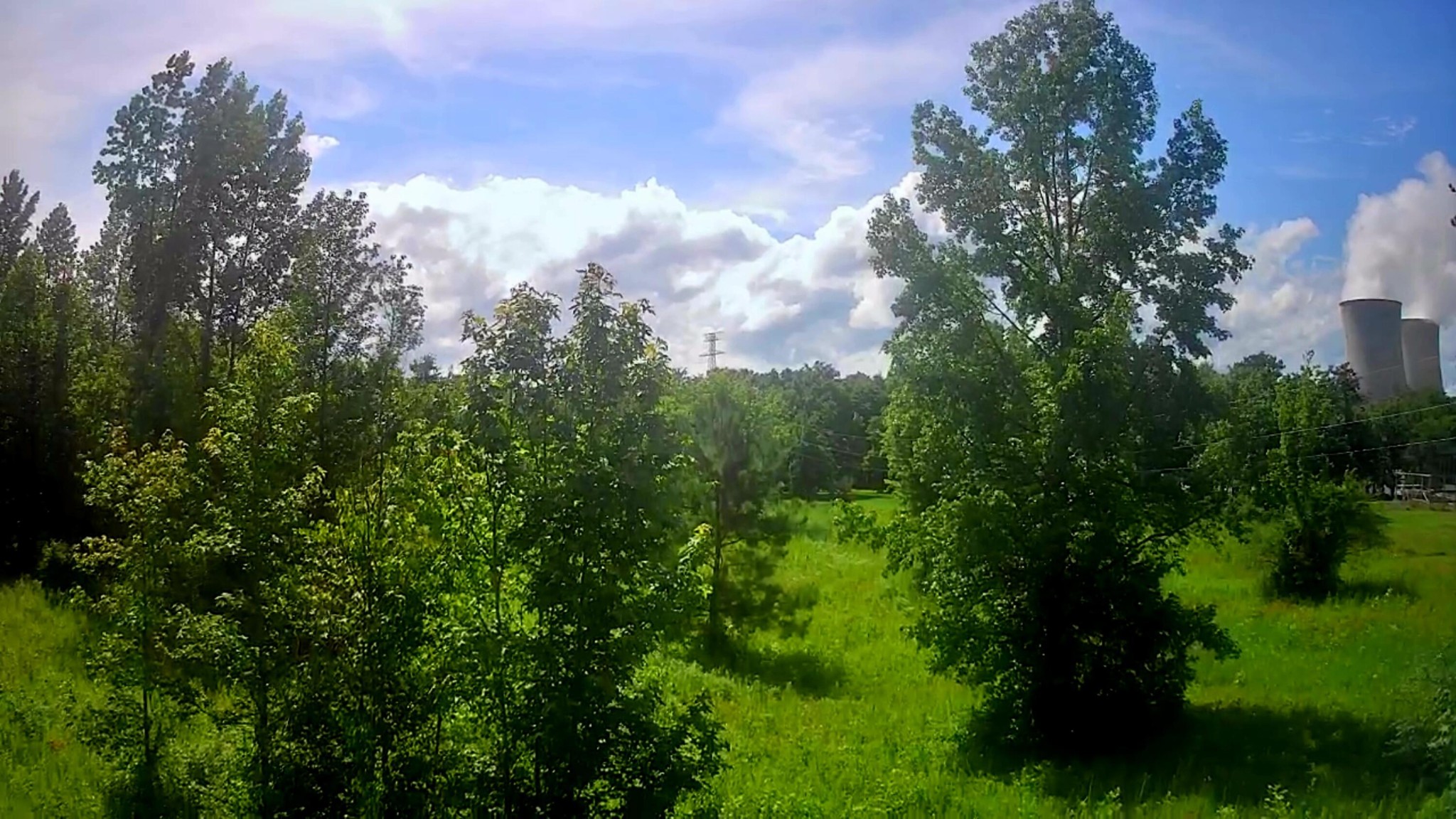 6227 River Road Decatur, TN 37322 - Photo 4 of 19 a view of a garden with plants and trees