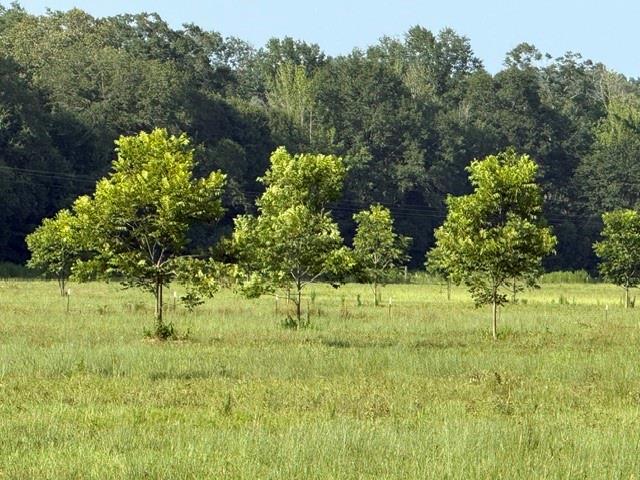 0 Highway 540 Highway Homer, LA 71040 - Photo 6 of 22 a view of garden with trees