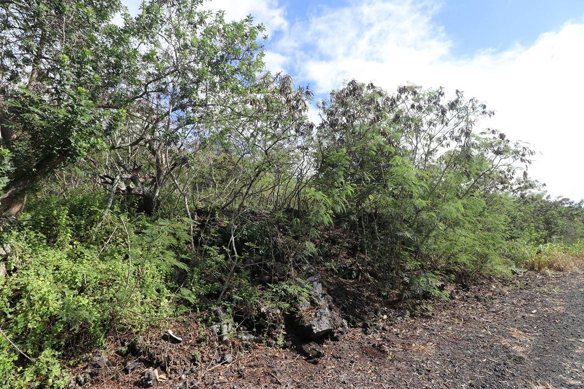 2 Lehua Road Captain Cook, HI 96704 - Photo 7 of 11 a view of a forest with lots of trees