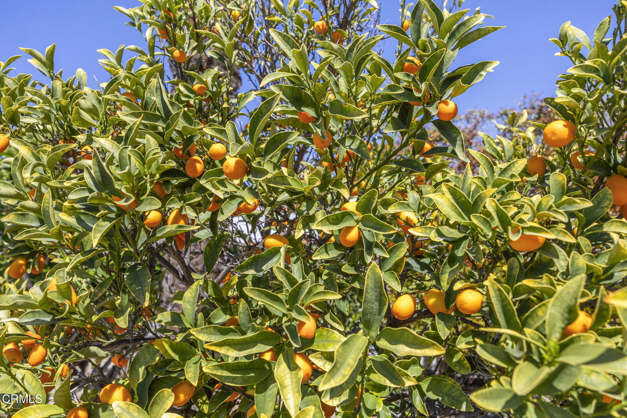 250 East Telegraph Road, Unit 83 Fillmore, CA 93015 - Photo 35 of 49 Fruit Trees on Property