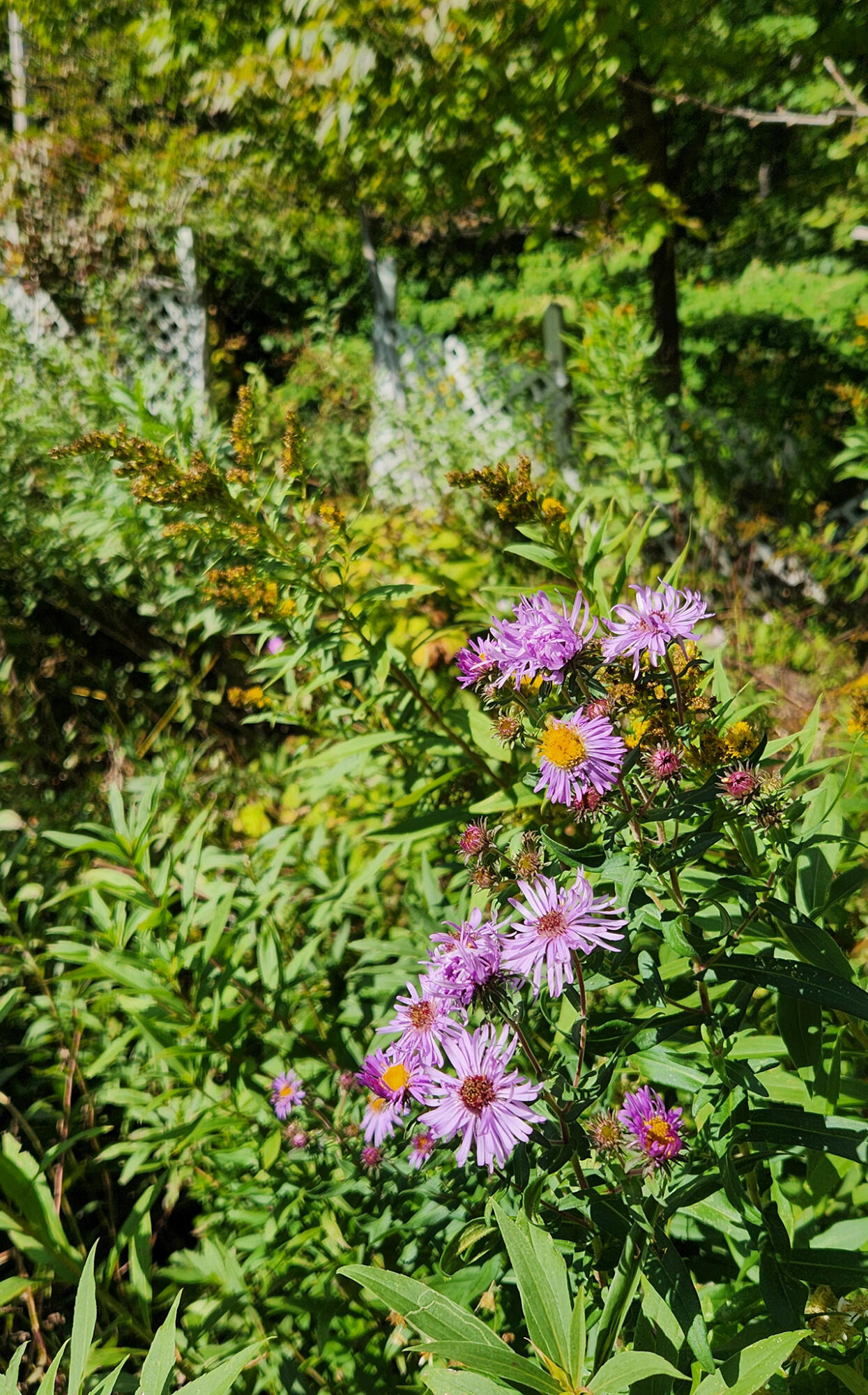 753 Sebec Village Road Sebec, ME 04481 - Photo 61 of 62 20250915_135011