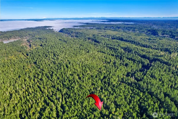 a view of a lush green forest with a lake