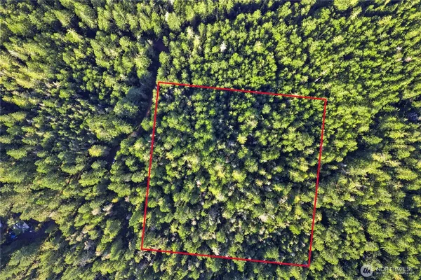 a small yard with a tree