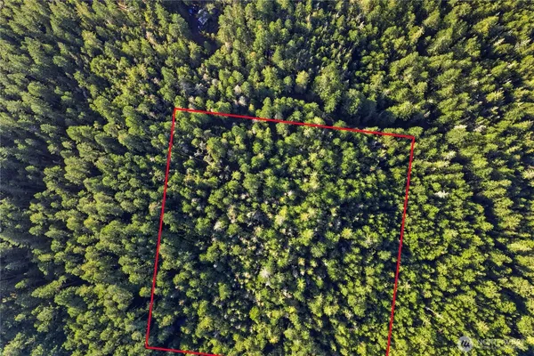 a view of a tree with a plant