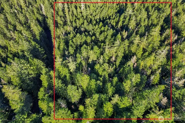 a view of a lush green forest