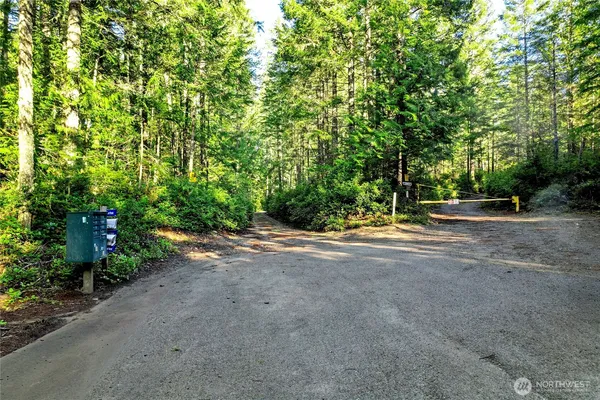 a view of a road with plants and large trees