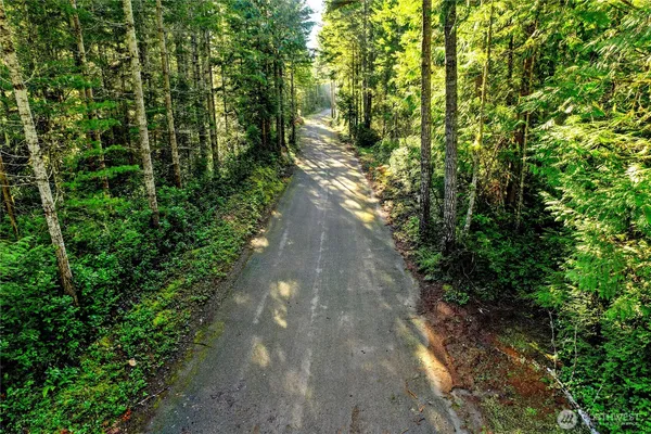 a view of a forest with trees in front of it