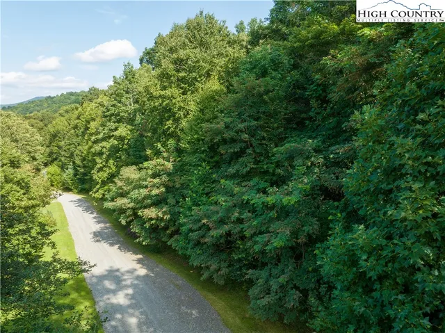 a view of a lush green forest with trees in the background