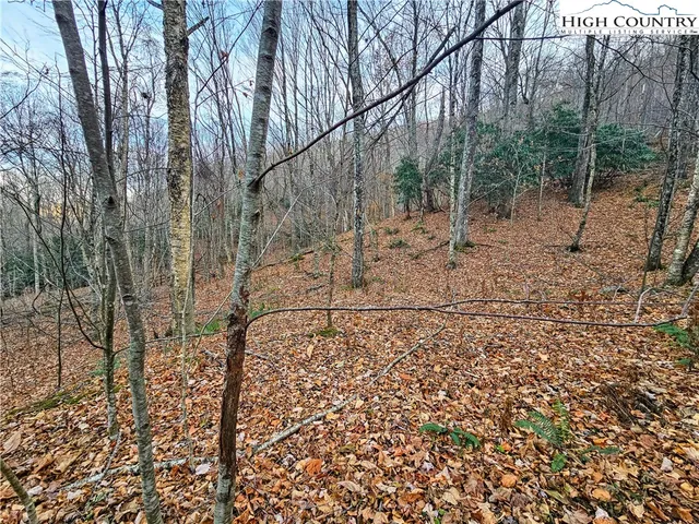 a view of a yard with large trees