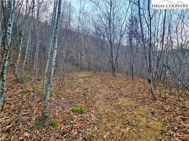a view of a yard with trees in the background