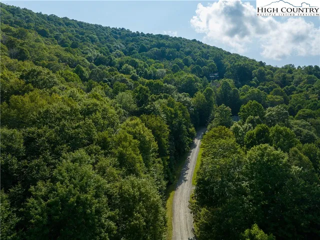 a view of a lush green forest