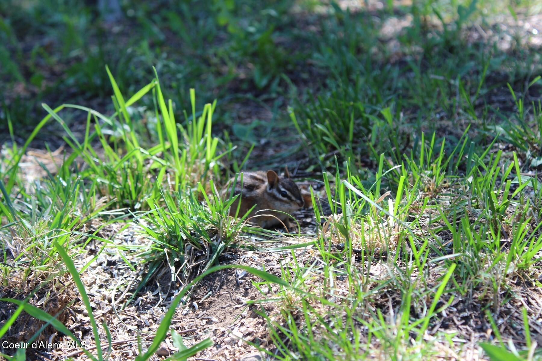 788 Gold Cup Mountain Road Laclede, ID 83841 - Photo 58 of 64 Resident Chipmunk