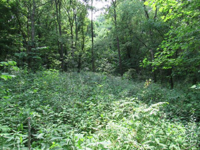 21 Dog Branch Road Pleasant Shade, TN 37145 - Photo 29 of 30 The front part lays level to gently rolling and at wood lines is rolling. Looking into the woods you can see that the incline is not too steep.