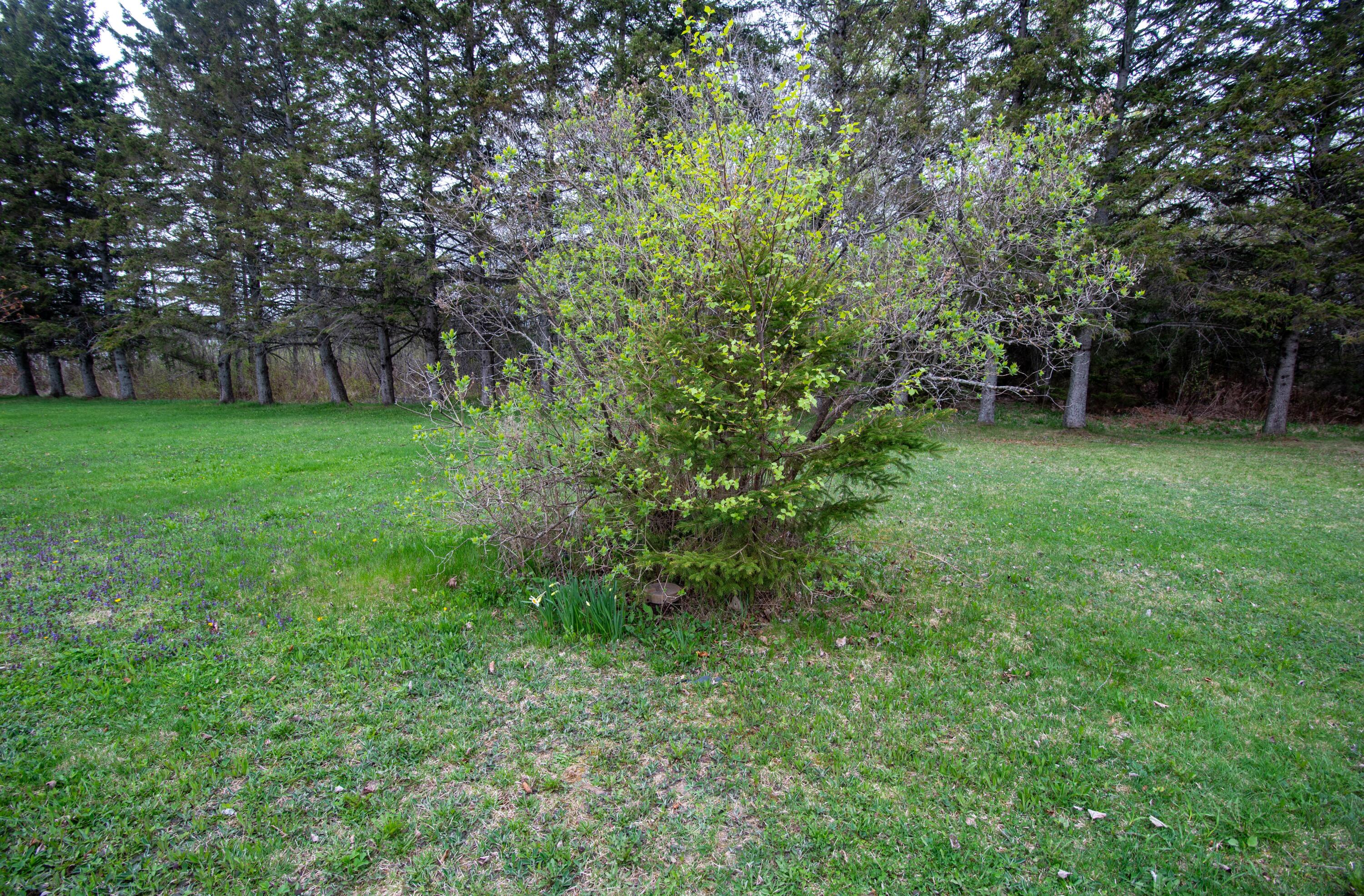 727 Beaulieu Road St. David, ME 04773 - Photo 15 of 39 Well in the bush