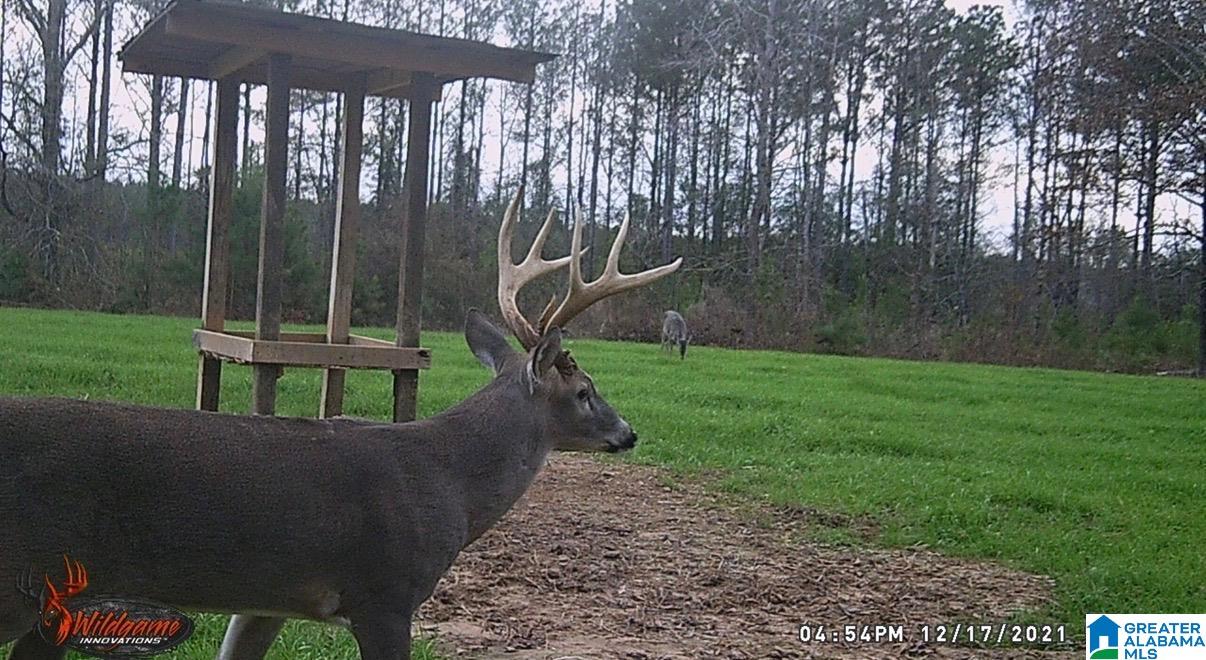 6171 Highway 102, Unit 1 Fayette, AL 35555 - Photo 62 of 68