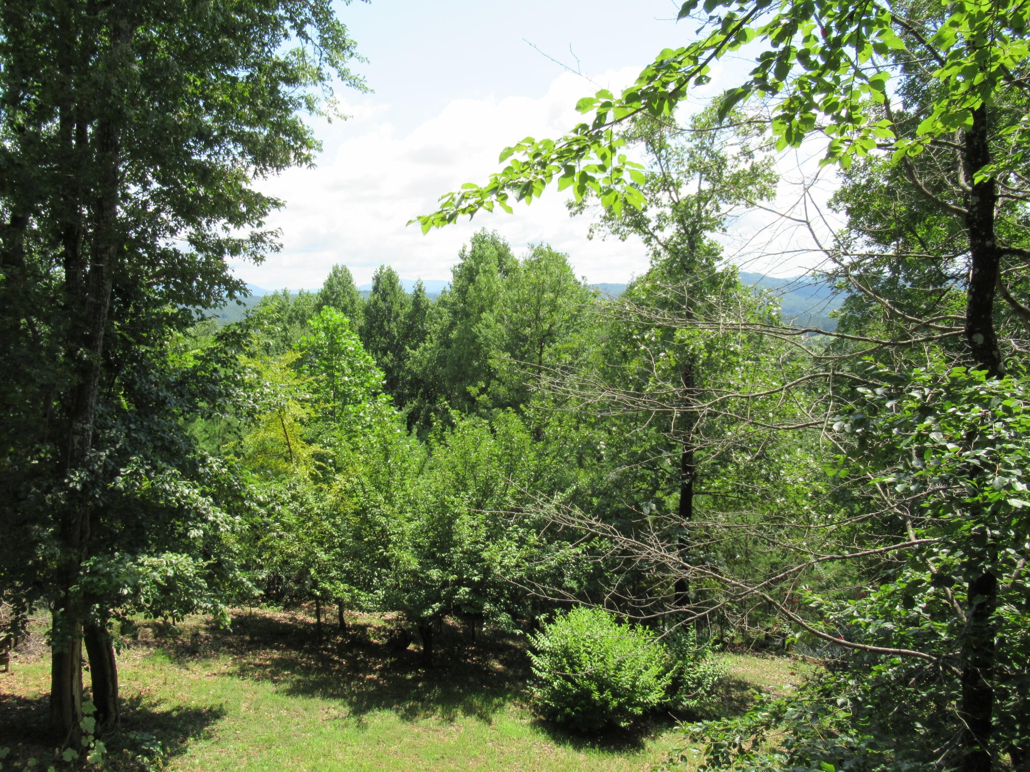 260 Deer Ridge Trail Ocoee, TN 37361 - Photo 6 of 71
