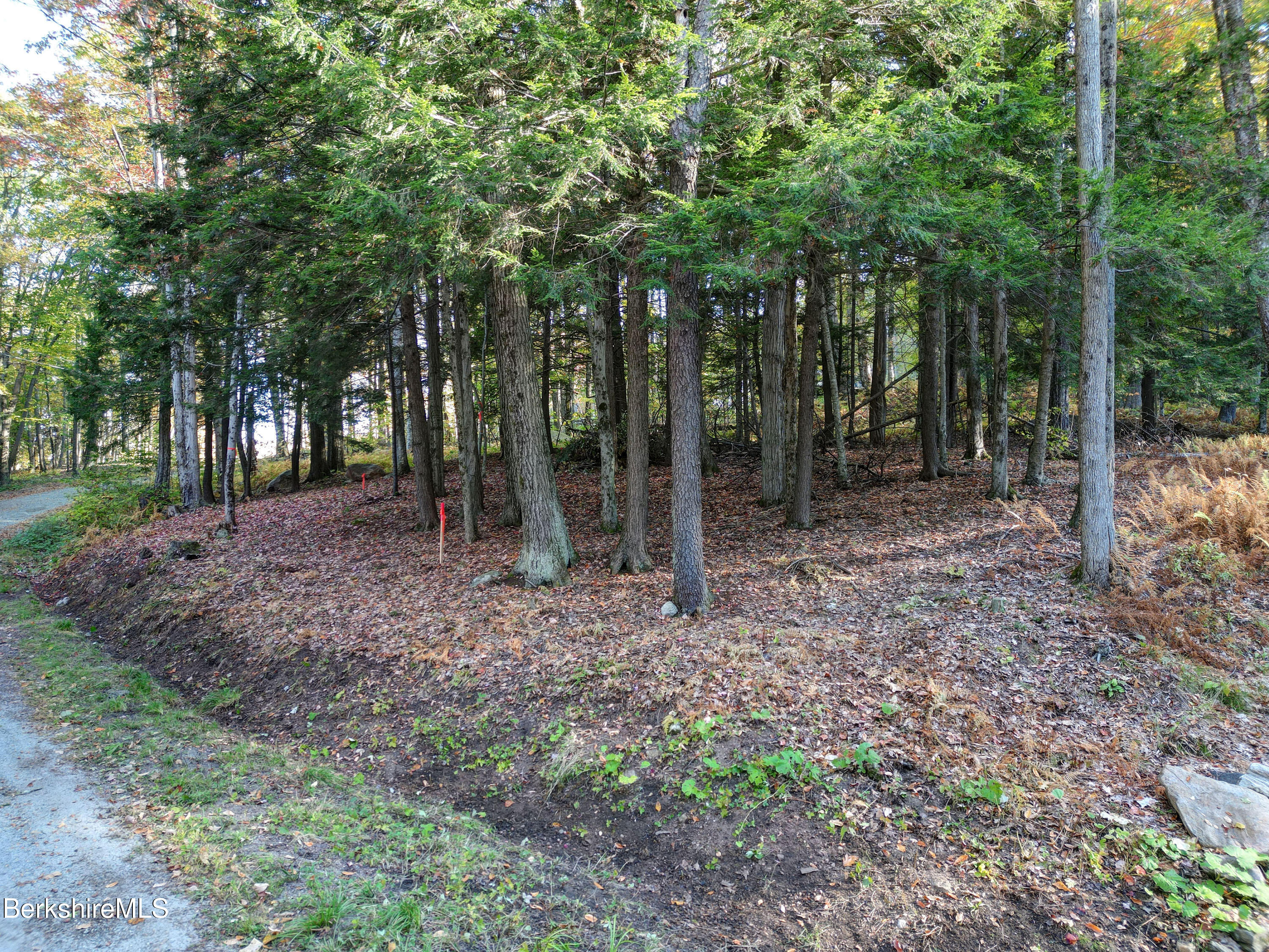 a view of a backyard with trees