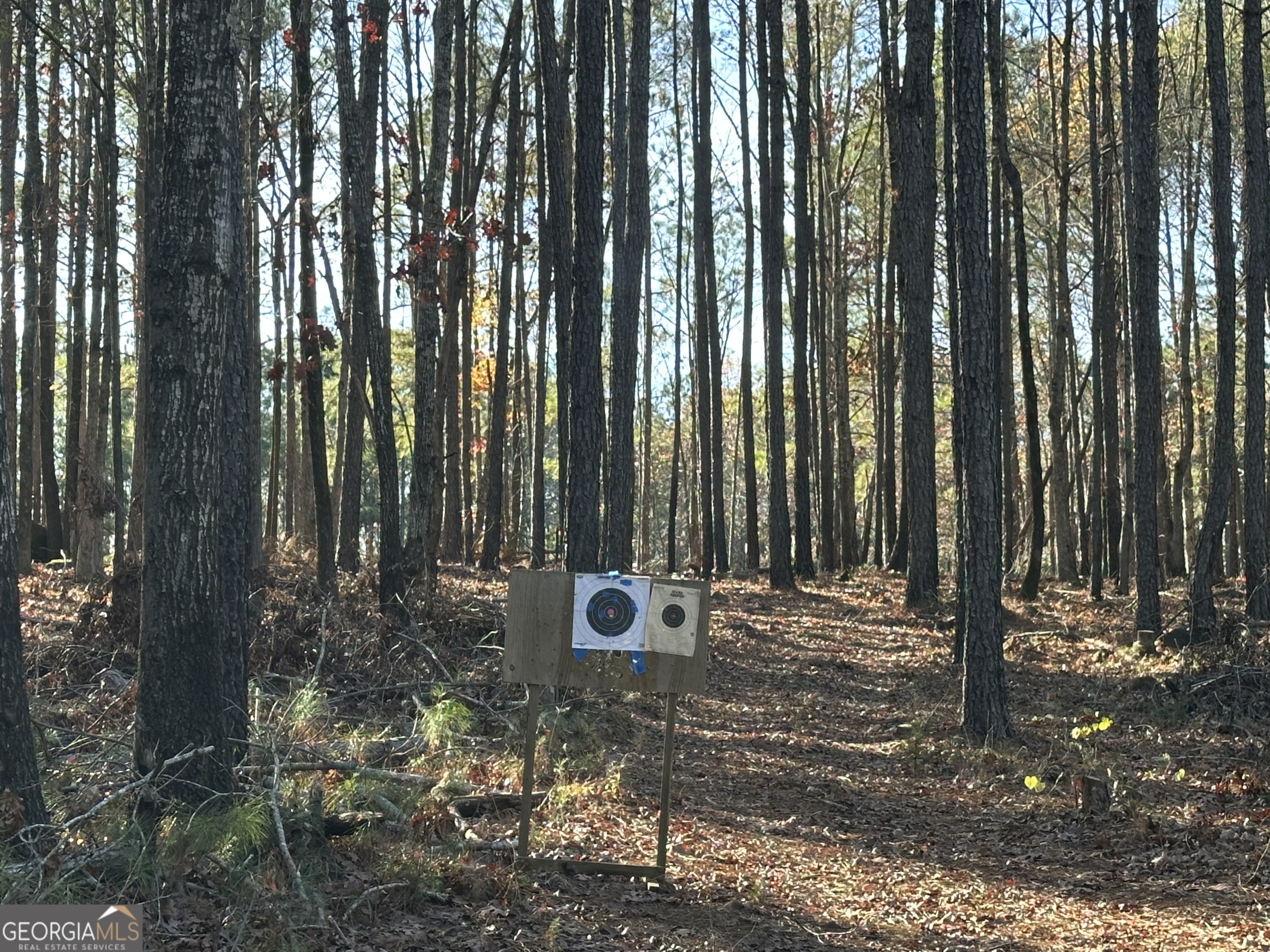 202 Taylor Road Talbotton, GA 31827 - Photo 12 of 32 a garden view with tall trees