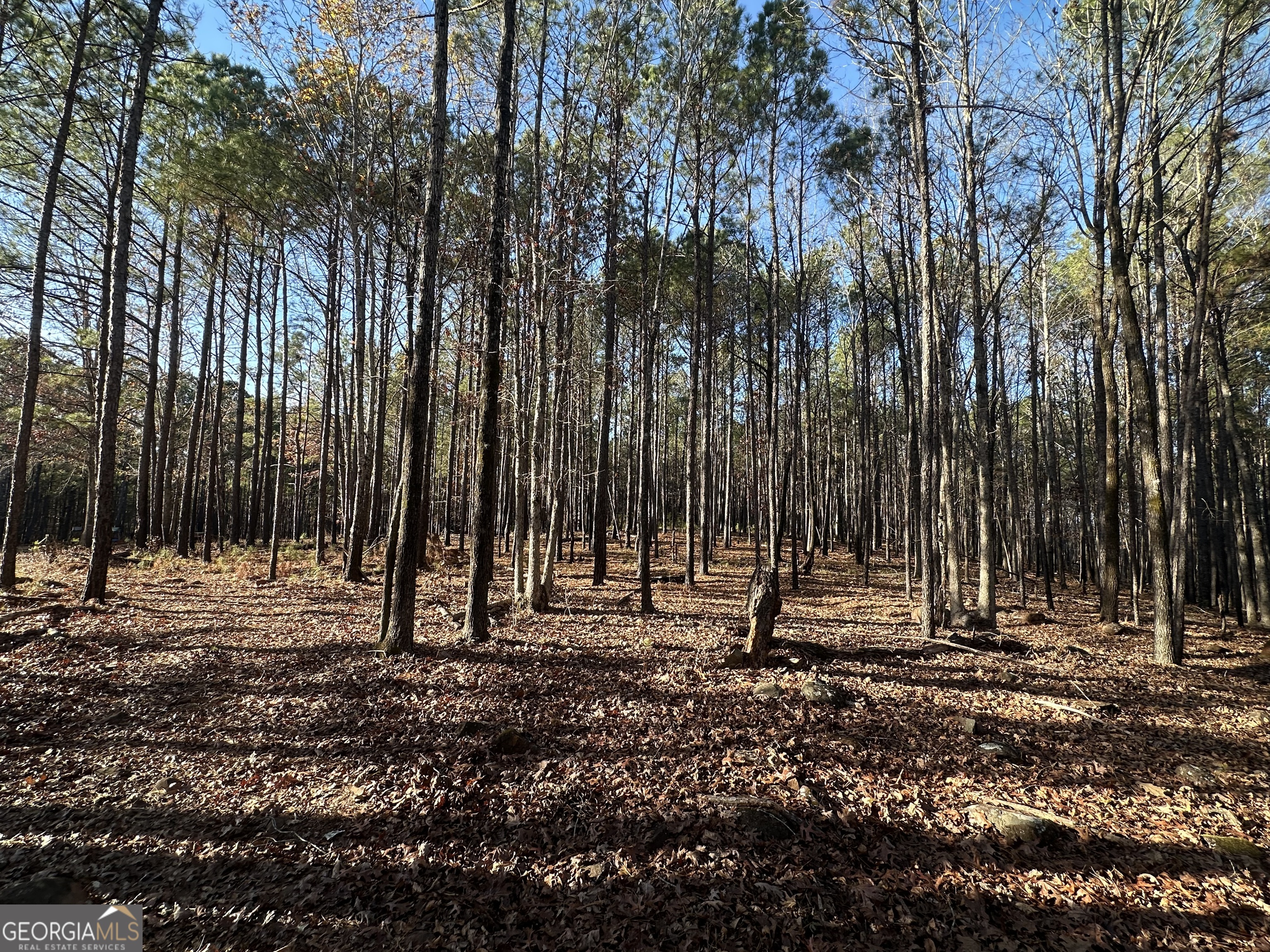 202 Taylor Road Talbotton, GA 31827 - Photo 13 of 32 a view of outdoor space with trees