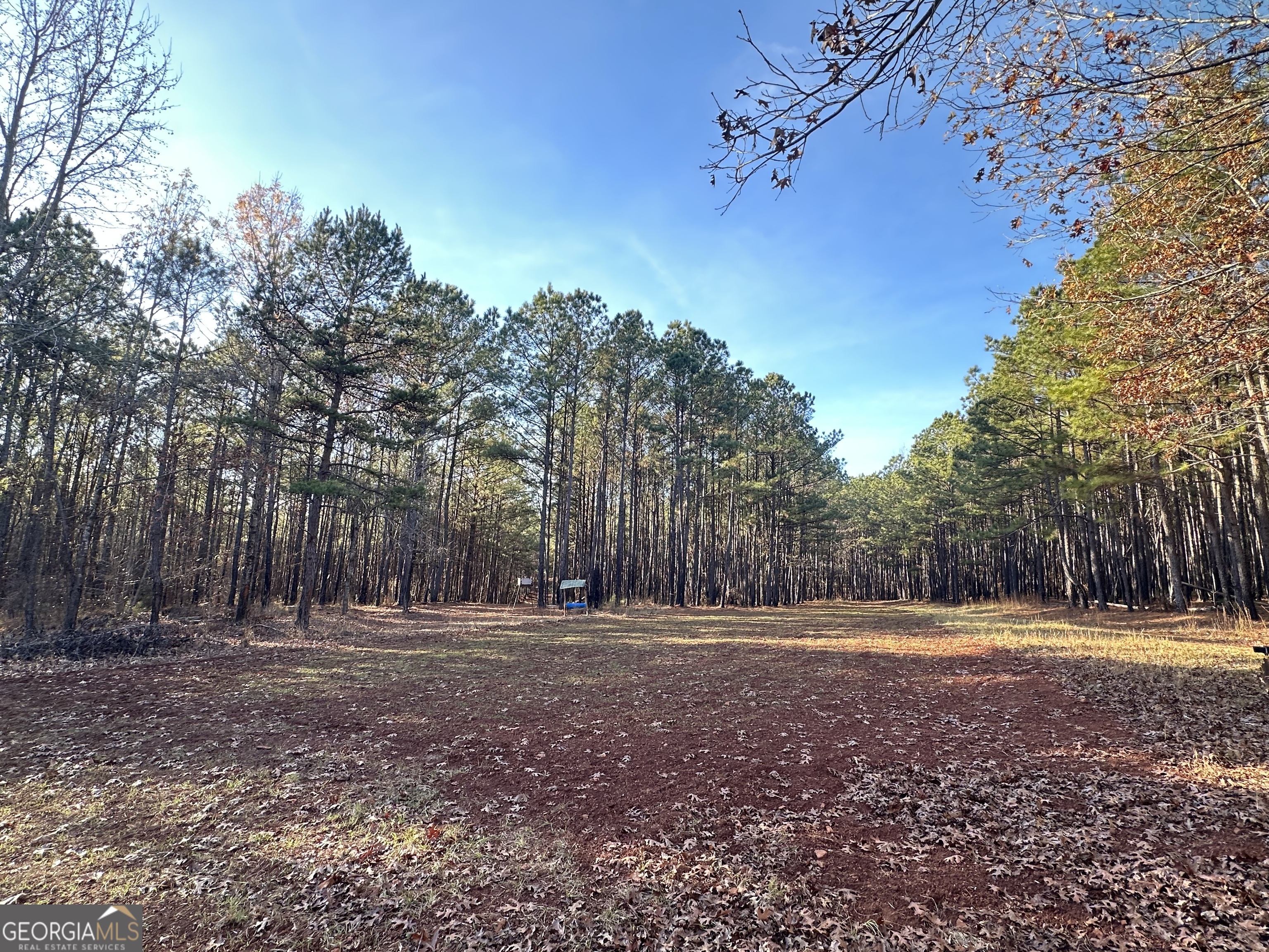 202 Taylor Road Talbotton, GA 31827 - Photo 16 of 32 a backyard of a house with lots of green space