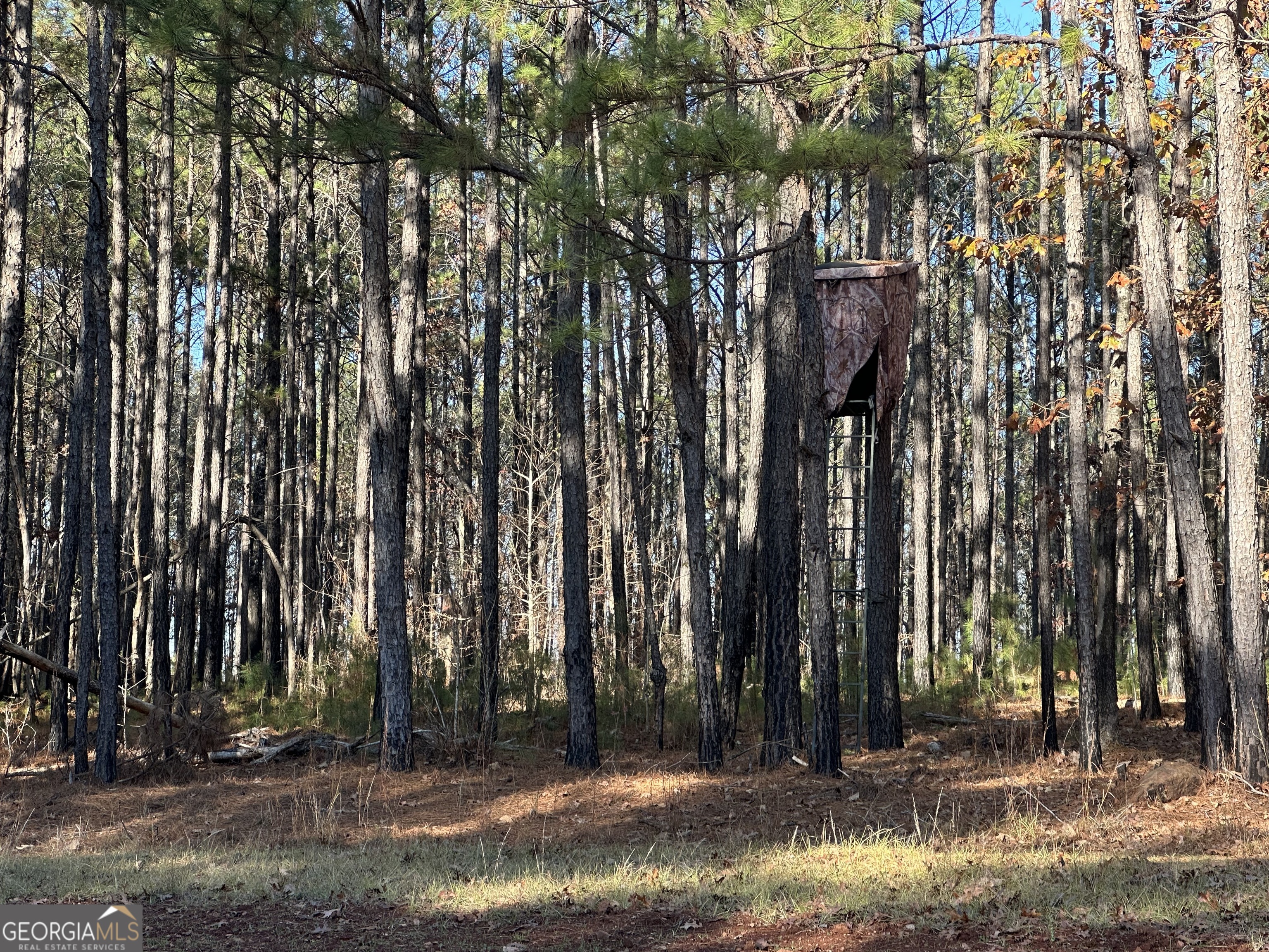 202 Taylor Road Talbotton, GA 31827 - Photo 17 of 32 a view of swimming pool with large trees