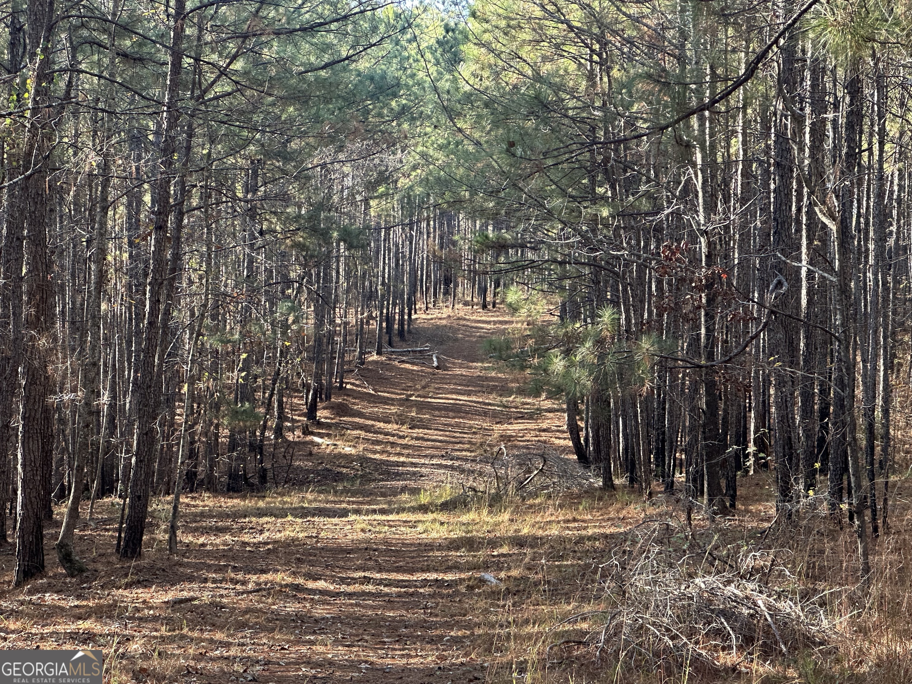 202 Taylor Road Talbotton, GA 31827 - Photo 18 of 32 a view of a yard with plants and trees