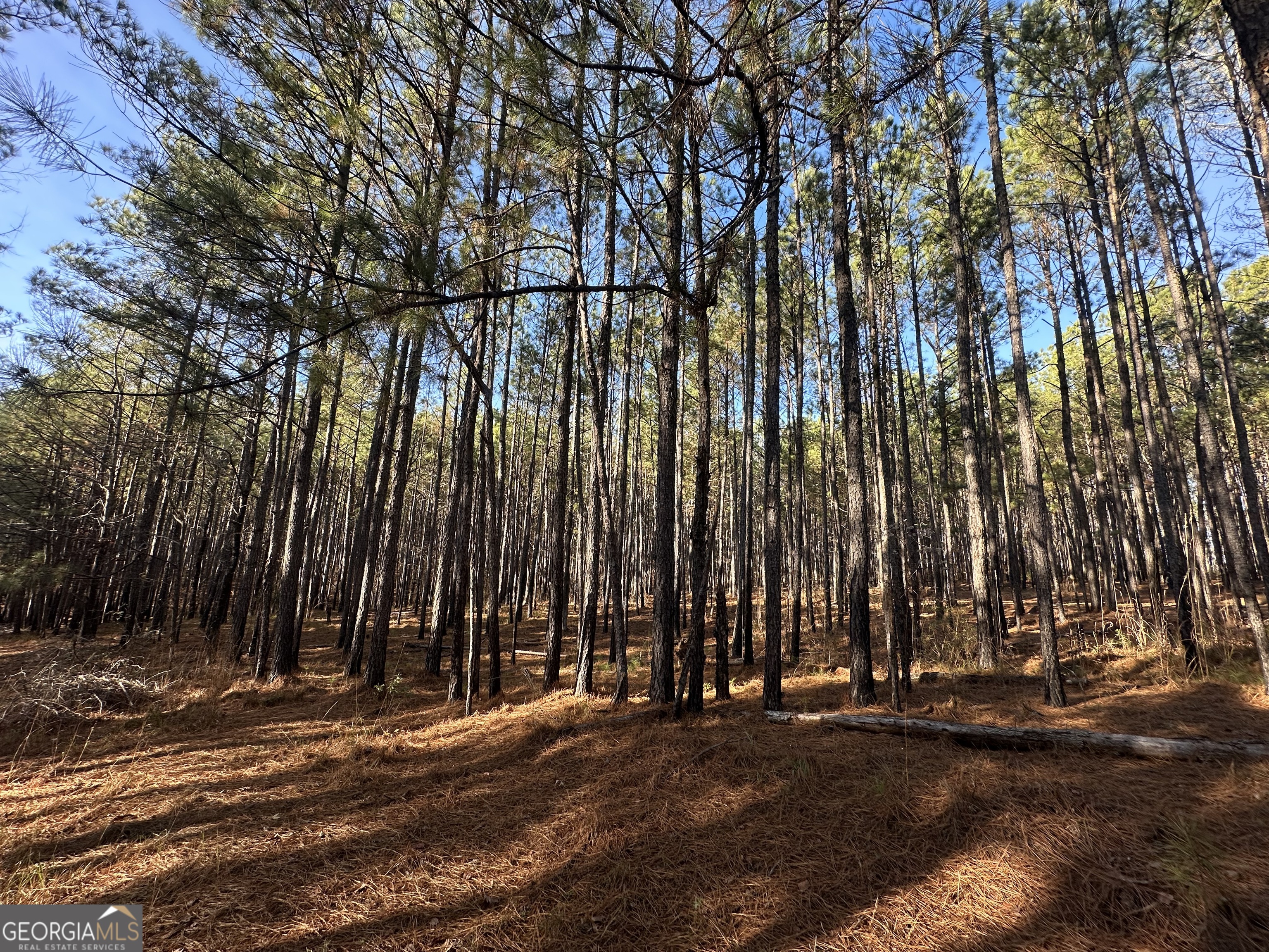 202 Taylor Road Talbotton, GA 31827 - Photo 19 of 32 a view of outdoor space with lots of trees