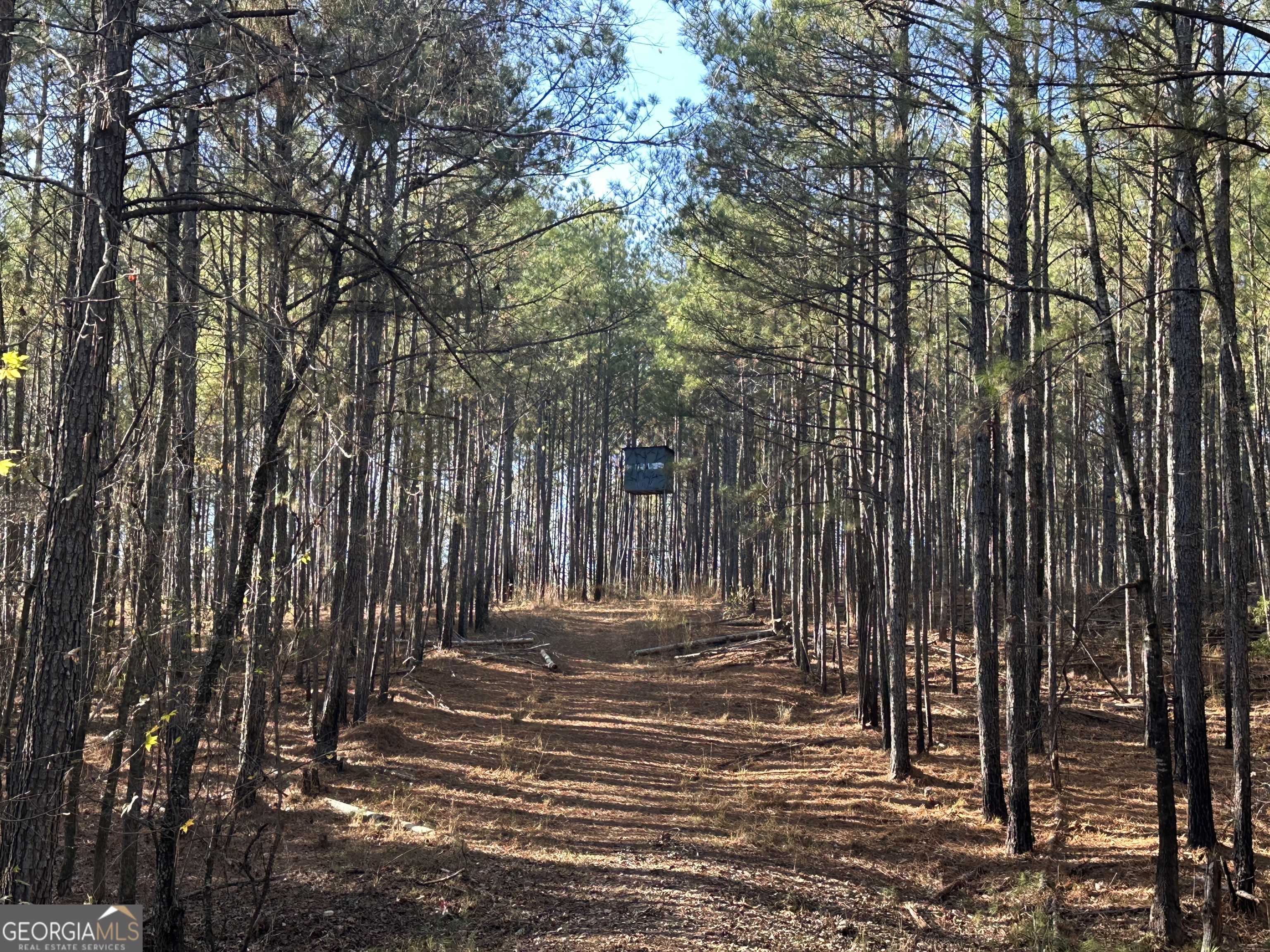 202 Taylor Road Talbotton, GA 31827 - Photo 22 of 32 a view of a patio with a tree