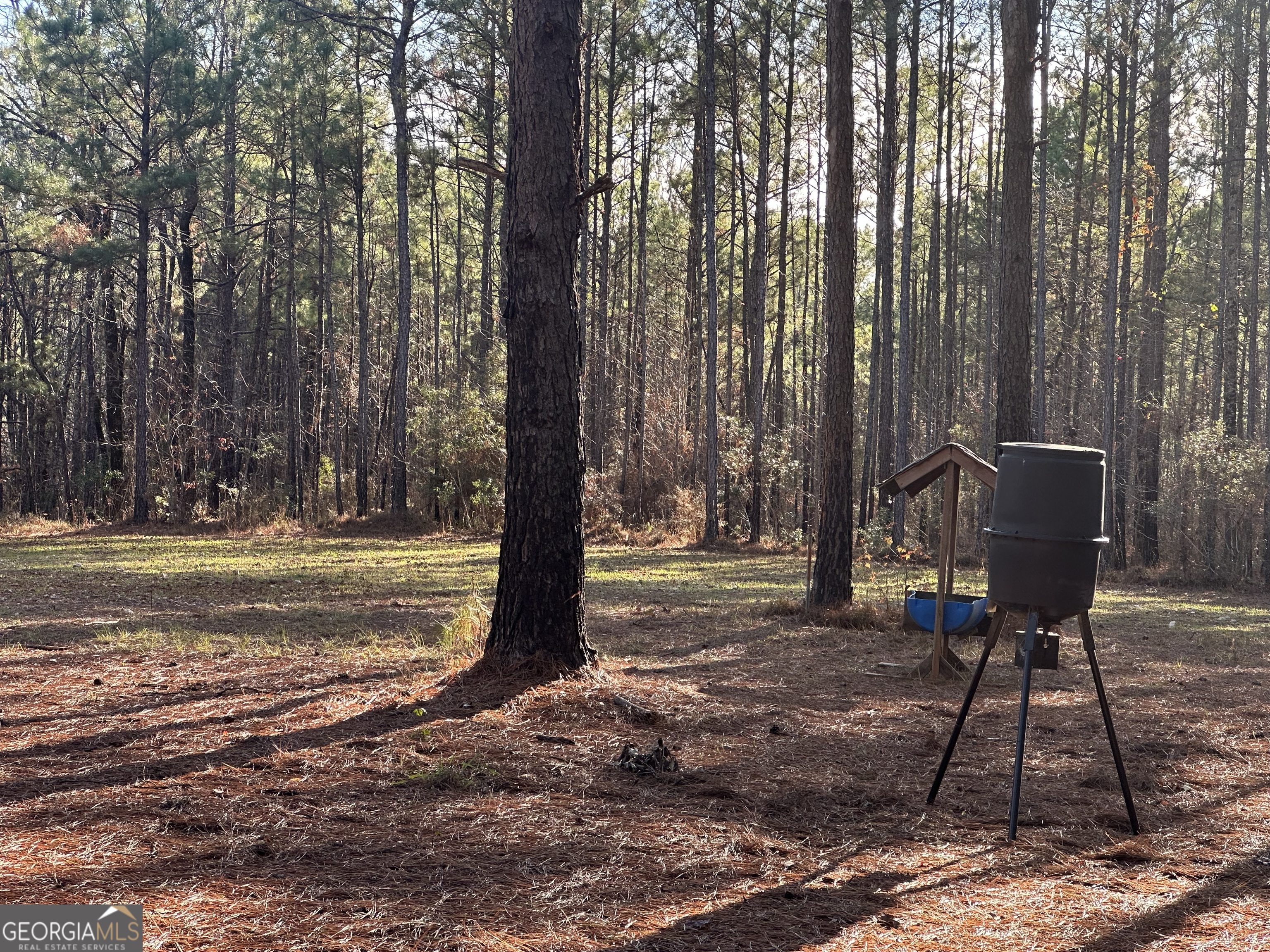 202 Taylor Road Talbotton, GA 31827 - Photo 23 of 32 a view of yard with trees