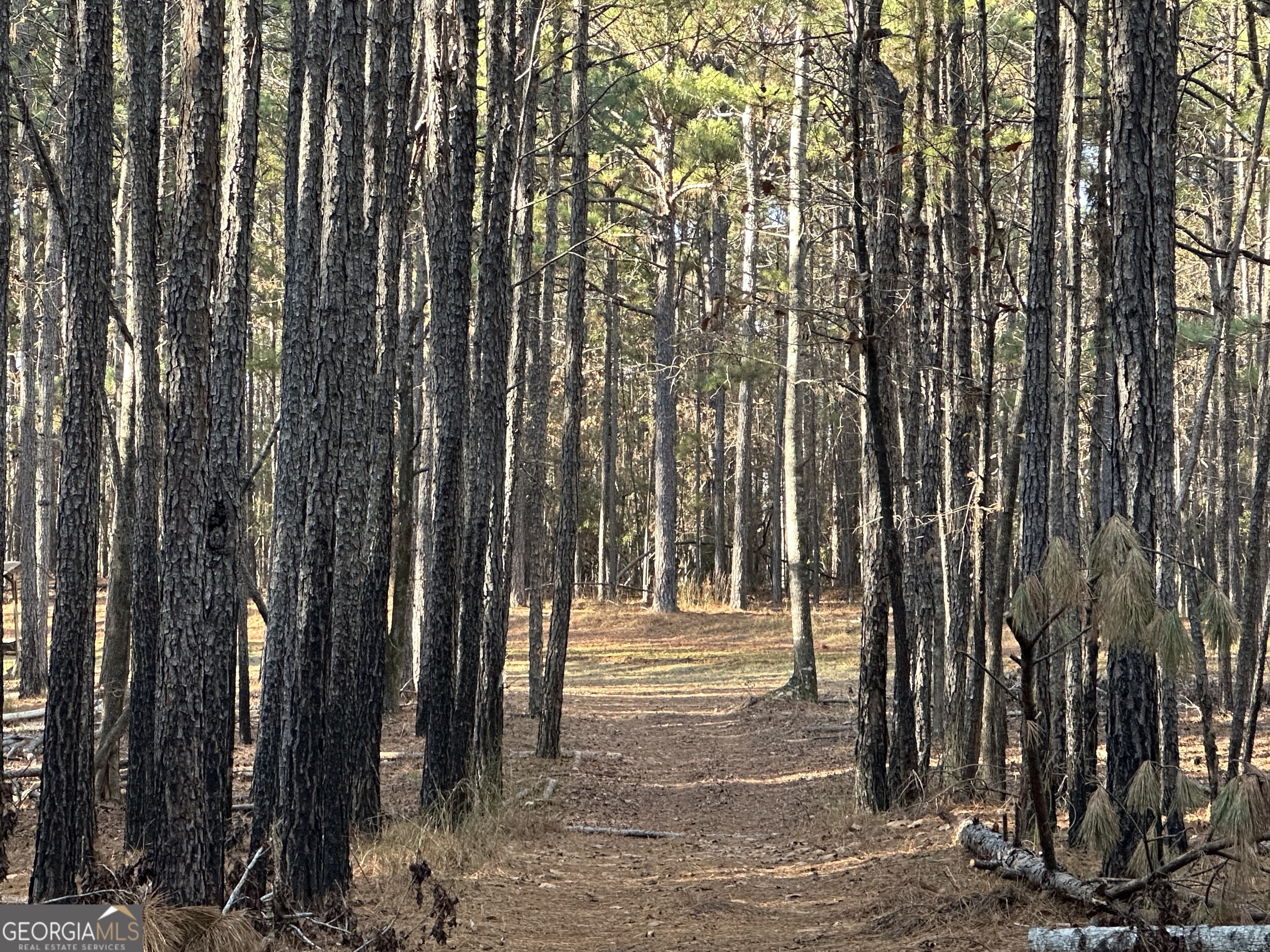 202 Taylor Road Talbotton, GA 31827 - Photo 26 of 32 a view of outdoor space with outdoor space