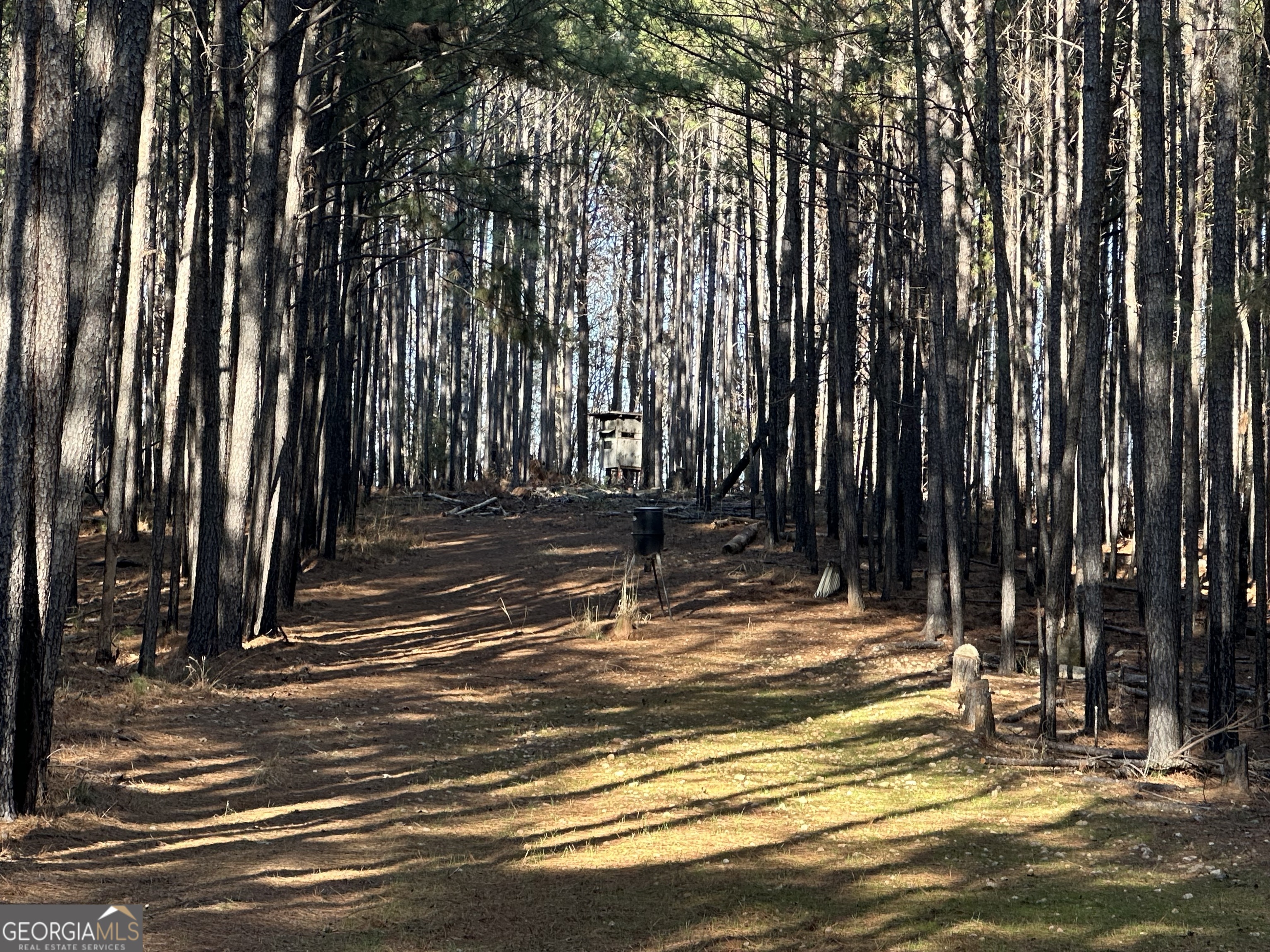 202 Taylor Road Talbotton, GA 31827 - Photo 27 of 32 a view of outdoor space with street view