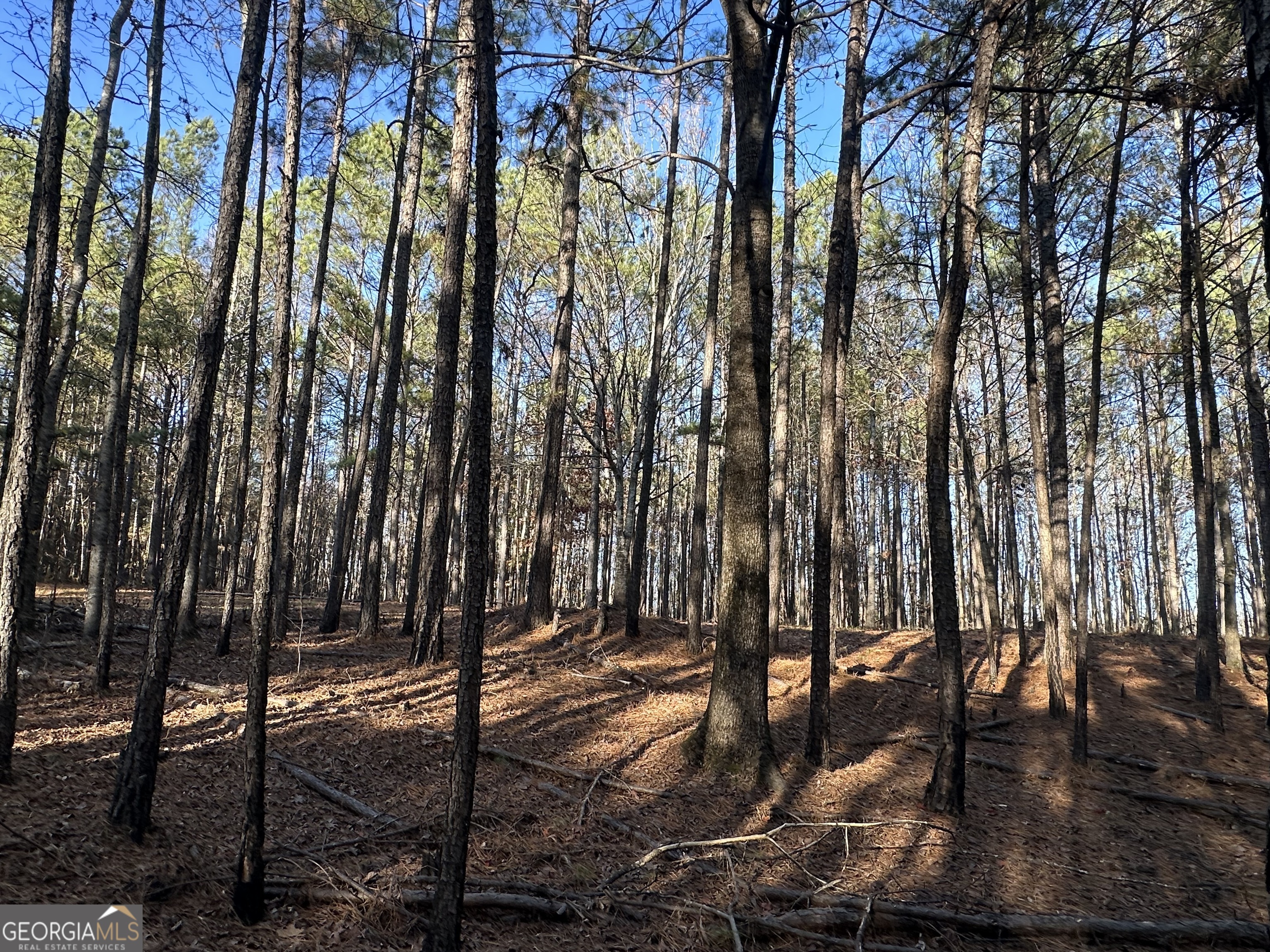 202 Taylor Road Talbotton, GA 31827 - Photo 31 of 32 a view of outdoor space