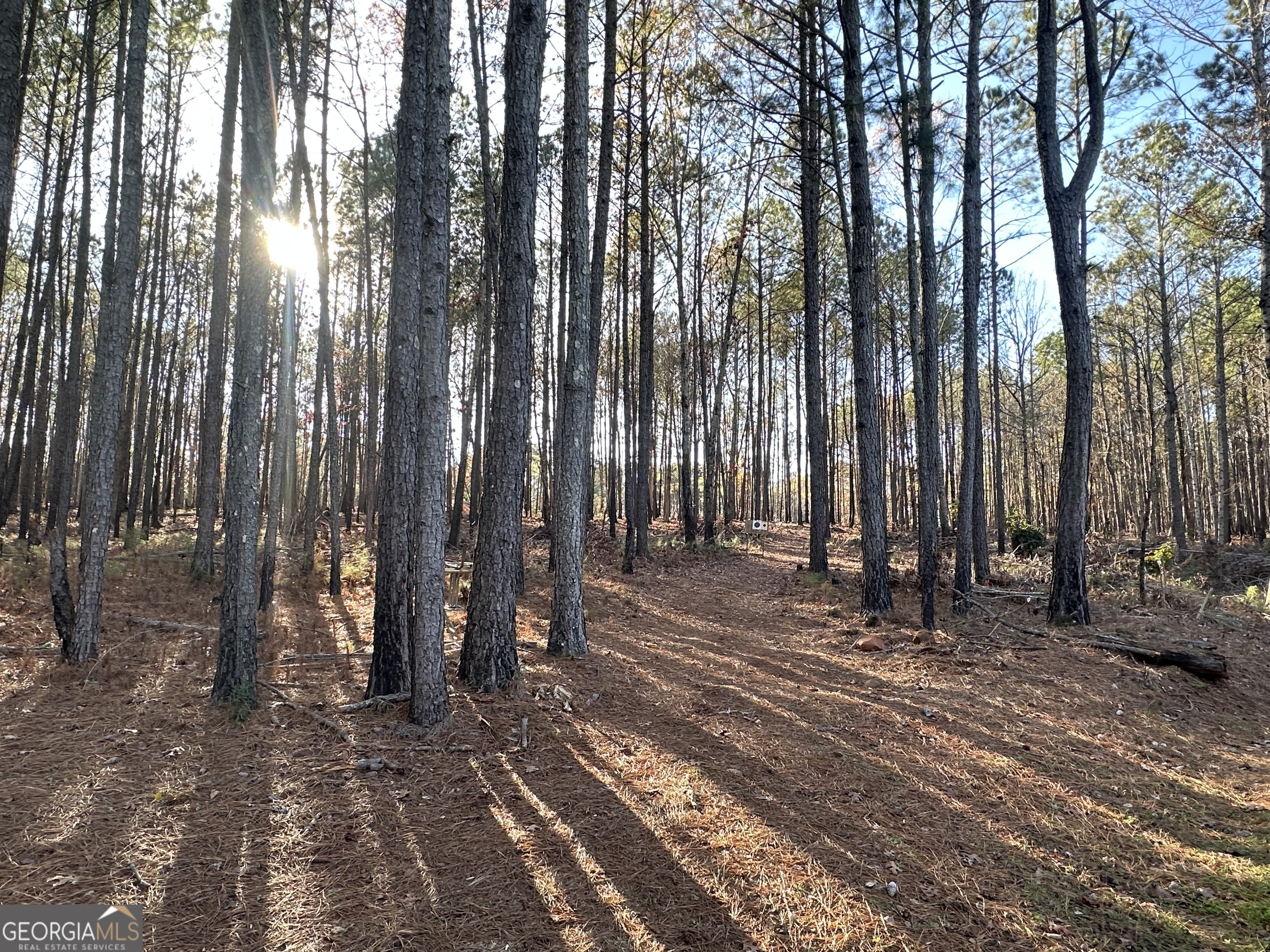 202 Taylor Road Talbotton, GA 31827 - Photo 5 of 32 a view of backyard with trees