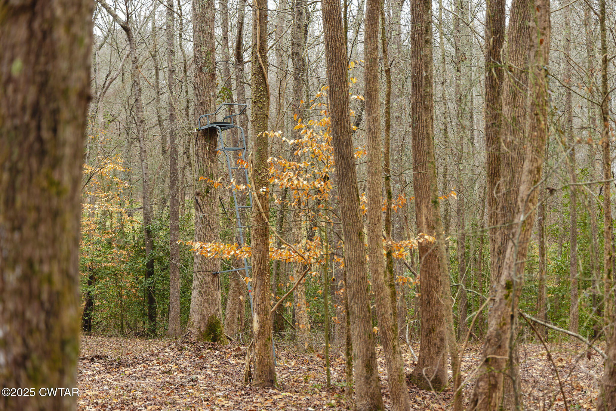 1421 Copper Spring Road Springville, TN 38256 - Photo 72 of 79 FT8A2173
